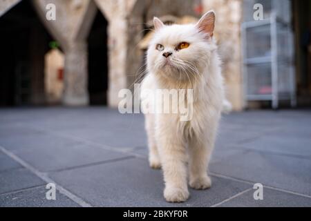 Gatto con iridis di eterocromia Foto Stock