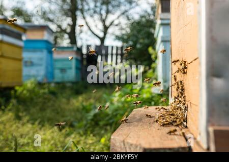 Primo piano di api di miele volanti in api apiari alveare che lavorano raccolta di polline giallo Foto Stock