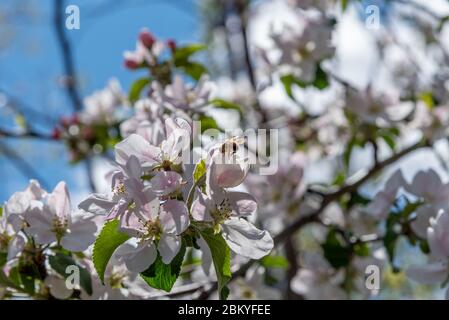 Ape di miele su petalo di fiore di albero di mela Foto Stock