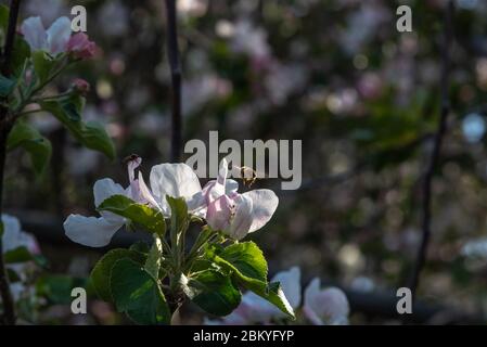 Atterraggio di ape di miele su fiore di mela rosa. Foto Stock