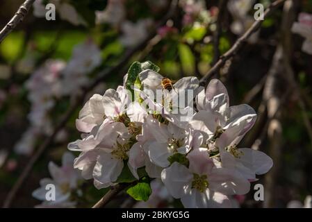 Ape di miele che atterra su fiori di mela alla luce del sole. Foto Stock