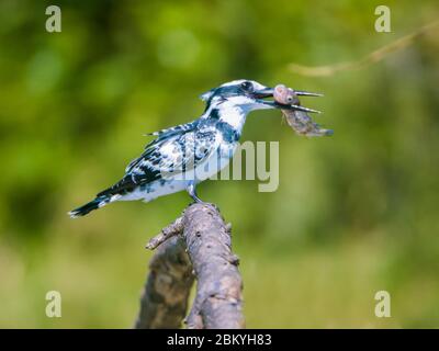 Pied Kingfisher, Ceryle rudis, Queen Elizabeth National Park, Uganda Foto Stock