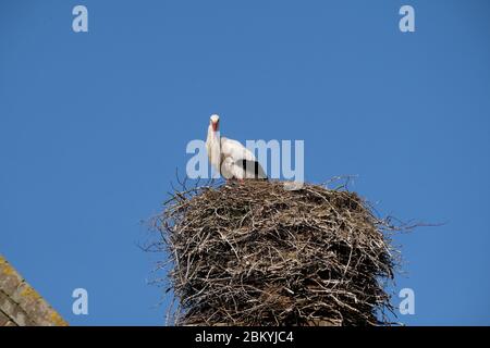Una cicogna si erge nel suo nido su un camino, in primavera , cielo blu sullo sfondo. Foto Stock