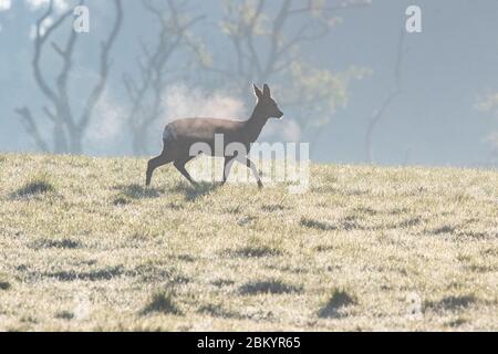 Killearn, Stirlingshire, Scozia, Regno Unito. 6 maggio 2020. Tempo britannico - un cervo lascia dietro una traccia del suo respiro condensato nell'aria fredda mentre corre attraverso un campo in Stirlingshire. Dopo un inizio fresco si prevede di essere un altro bel giorno caldo sole credito: Kay Roxby/Alamy Live News Foto Stock