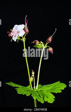 Primo piano studio di un 'Album' di Geranium macrorhizum (bianco fiorito rock cranesbill) Foto Stock