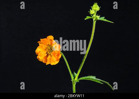 Primo piano studio di un Geum chiloense "rs J Bradshaw" (Avens) Foto Stock