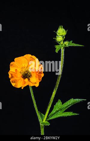 Primo piano studio di un Geum chiloense "rs J Bradshaw" (Avens) Foto Stock