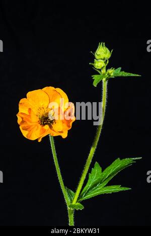 Primo piano studio di un Geum chiloense "rs J Bradshaw" (Avens) Foto Stock