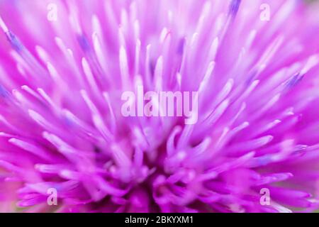 Texture ravvicinata di un fiore rosa. Può essere utilizzato come sfondo. Messa a fuoco morbida. Foto Stock