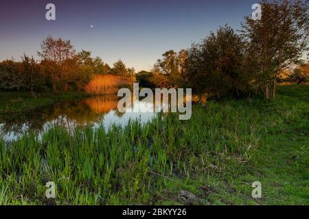 Tramonto nel parco naturale Eijsder Beemden lungo il fiume Mosa. I cavalli di razza selvatica Konik e le mucche galloway fanno parte di un'ecologia naturale Foto Stock