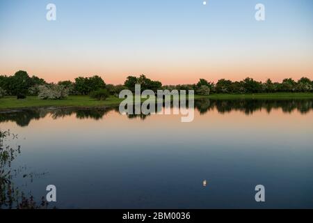 Tramonto nel parco naturale Eijsder Beemden lungo il fiume Mosa. I cavalli di razza selvatica Konik e le mucche galloway fanno parte di un'ecologia naturale Foto Stock