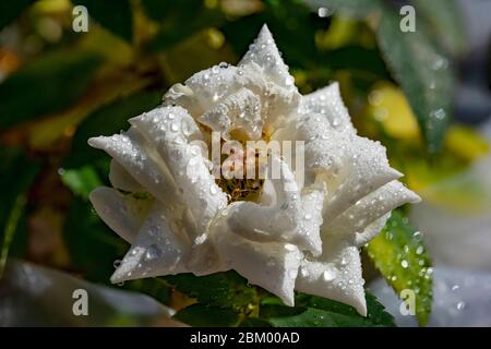 Rosa bianca in miniatura coperta da gocce d'acqua, primo piano, macro shot, messa a fuoco impilata Foto Stock