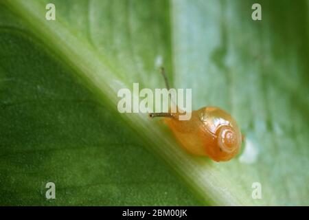 Macro scatto di una piccola lumaca strisciante su una foglia verde Foto Stock