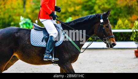 Cavallo dressage e cavaliere in uniforme rossa che esegue il salto alla competizione show jumping. Sport equestre sfondo. Ritratto di cavallo di castagno durante Foto Stock