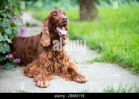 Felice cane Setter irlandese sorridente che giace Foto Stock