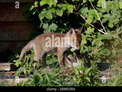 Loughborough, Leicestershire, Regno Unito. 6 maggio 2020. Meteo Regno Unito. I cuccioli di volpe giocano al sole di mattina presto su un allotment. Credit Darren Staples/Alamy Live News. Foto Stock