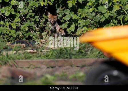 Loughborough, Leicestershire, Regno Unito. 6 maggio 2020. Meteo Regno Unito. I cubetti di volpe bagnano il sole di mattina presto su un allotment. Credit Darren Staples/Alamy Live News. Foto Stock