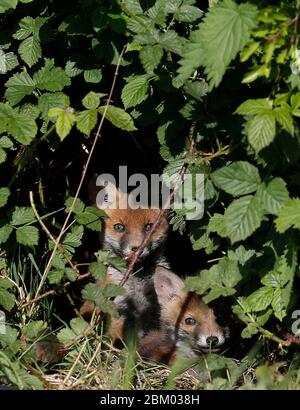 Loughborough, Leicestershire, Regno Unito. 6 maggio 2020. Meteo Regno Unito. I cubetti di volpe bagnano il sole di mattina presto su un allotment. Credit Darren Staples/Alamy Live News. Foto Stock