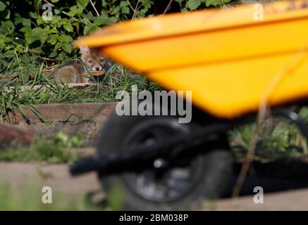 Loughborough, Leicestershire, Regno Unito. 6 maggio 2020. Meteo Regno Unito. Un cucciolo di volpe bagna al sole di mattina presto su un allotment. Credit Darren Staples/Alamy Live News. Foto Stock