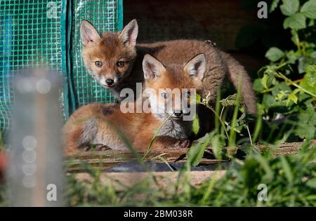 Loughborough, Leicestershire, Regno Unito. 6 maggio 2020. Meteo Regno Unito. I cubetti di volpe bagnano il sole di mattina presto su un allotment. Credit Darren Staples/Alamy Live News. Foto Stock