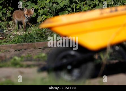 Loughborough, Leicestershire, Regno Unito. 6 maggio 2020. Meteo Regno Unito. Un cucciolo di volpe lascia la sua fossa per fare il bagno al sole di mattina presto su un allotment. Credit Darren Staples/Alamy Live News. Foto Stock