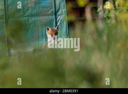 Loughborough, Leicestershire, Regno Unito. 6 maggio 2020. Meteo Regno Unito. Un cucciolo di volpe bagna al sole di mattina presto su un allotment. Credit Darren Staples/Alamy Live News. Foto Stock