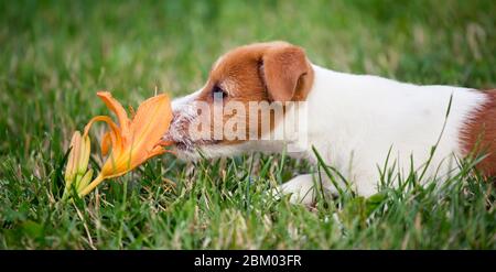 Carino divertente Jack Russell Terrier cane cucciolo odore di un fiore di giglio arancione - banner web idea Foto Stock