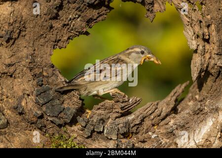 Casa Passero (Nome scientifico: Passer domesticus). Una casa di donne passero con il suo becco pieno, di fronte a destra all'interno di un tronco caduto e decaduto. Primo piano Foto Stock