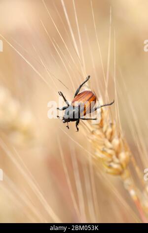 Bug - coleottero di grano seduto su un grano in estate Foto Stock