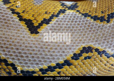 Primo piano della texture della pelle del serpente per lo sfondo. Il pitone reticolato è un serpente non venoso nativo del Sud e del Sud-Est asiatico. Macro foto python sna Foto Stock