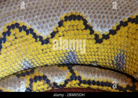 Albino ha reticolare il pitone. Python serpente giallo giace sul tavolo di legno. Primo piano di Big Python regius o Royal Python è un grande serpente non velenoso Foto Stock