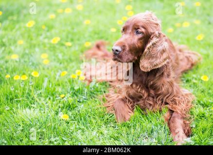 Bel cane felice Irish Setter che giace nell'erba con fiori gialli Foto Stock