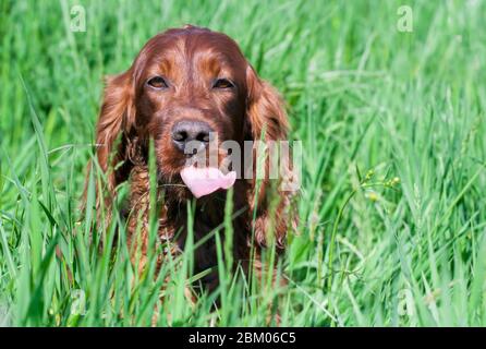 Divertente cane da compagnia irlandese felice sedendosi nell'erba e mostrando la sua lingua Foto Stock