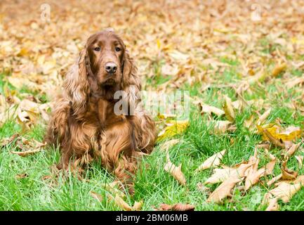 Bel cane felice irlandese Setter che giace in autunno lascia Foto Stock