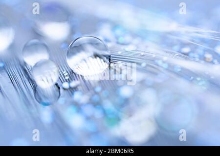 Acqua Bella cade in giù. Macro. Bella Luce morbida blu e viola dello sfondo. Messa a fuoco selettiva. Sfondo con copia spazio. Foto Stock