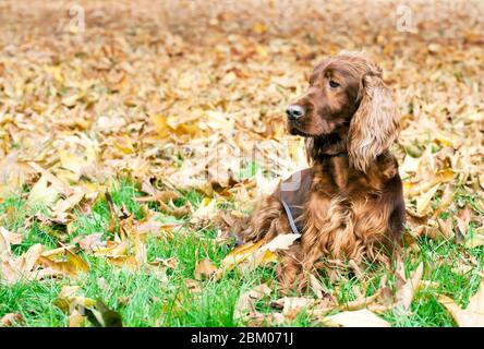 Bel cane da compagnia felice irlandese rosso setter che giace in autunno lascia Foto Stock