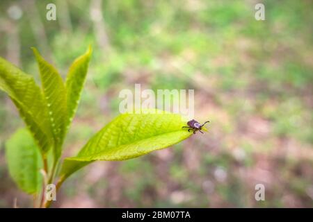 Primo piano del cane americano tick in attesa su foglia di pianta in natura. Questi aracnidi un più attivo in primavera e possono essere carriere della malattia di Lyme o encefalali Foto Stock