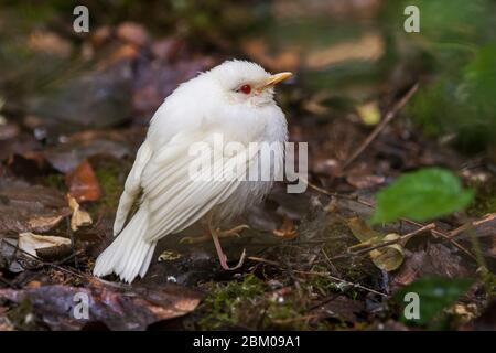 Ladina europea, Erithacus rubecula, con albinismo arroccato sul fondo della foresta. Spagna Foto Stock