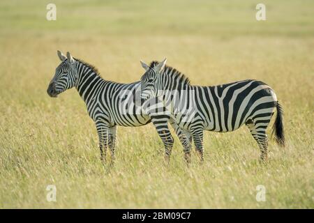 Due zebre pianeggianti in piedi in erba alta Foto Stock