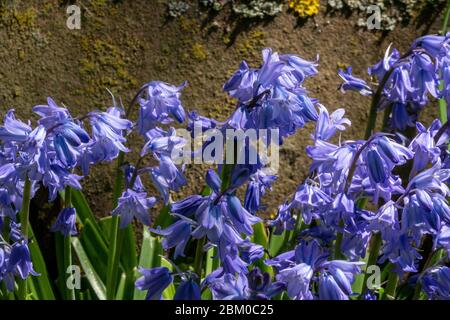 Comuni bluebells inglesi che crescono alla base di una lapide Foto Stock