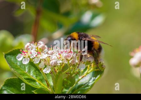 Bumblebee su un fiore Aronia fiorente nella mattina di primavera. Foto Stock
