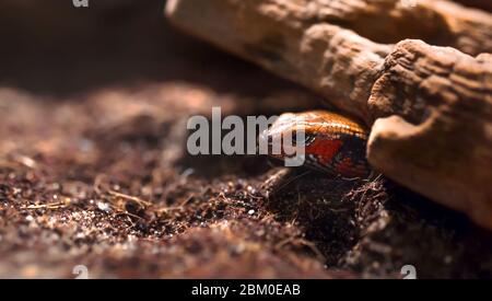 Primo piano pericoloso erba Golden Tree Snake testa isolato su sfondo nero Foto Stock