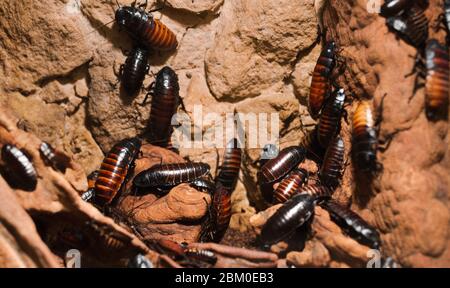 Macro Creepy primo piano di un sacco di cockroach sibilante Madagascar su ramo di legno . Comune famiglia malgascio gigante scarafaggi bug strisciante . Sporco d Foto Stock