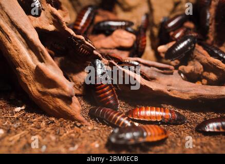 Macro Creepy primo piano di un sacco di cockroach sibilante Madagascar su ramo di legno . Comune famiglia malgascio gigante scarafaggi bug strisciante . Sporco d Foto Stock