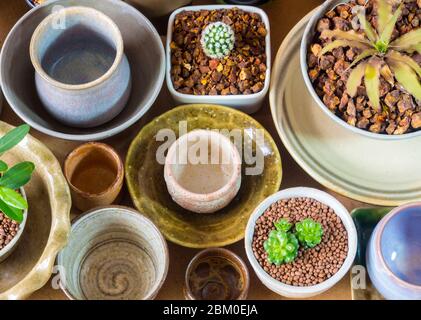 Piccolo cactus di pianta domestica e succulente nelle pentole di ceramica adattate dalle ciotole di ceramica Foto Stock