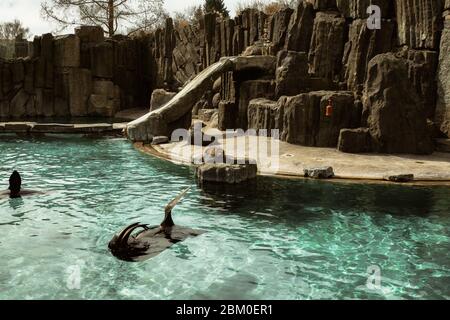 Luoni marini della California (Zalophus californianus) nello stagno dello Zoo di Berlino (giardino zoologico). Seal è nuoto in blu stagno cristallo trasparente Foto Stock