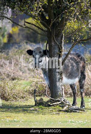 Mucca bruna appled che sta vicino al grande albero che si aggirano liberamente nella nuova foresta guardando la macchina fotografica con interesse mentre pascola sul prato in campagna Foto Stock