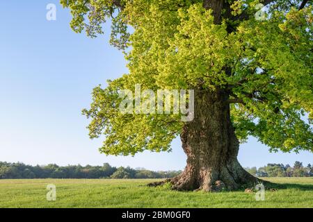 Quercus robur. Vecchio albero di quercia nel parco di Blenheim in una mattina primaverile. Woodstock, Oxfordshire, Inghilterra Foto Stock