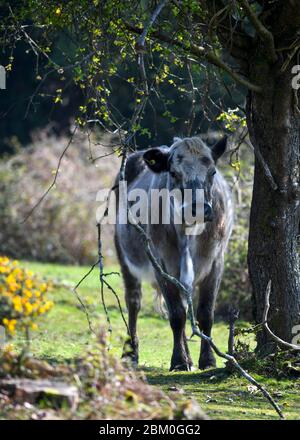 Mucca bruna appled che sta vicino al grande albero con le foglie verdi piccole e guardando la macchina fotografica con interesse mentre pascola sul prato in campagna situato dentro Foto Stock