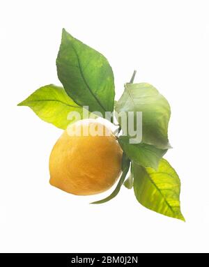 Limone biologico fresco maturo su ramificazione con foglie verdi su sfondo bianco. Concetto di agrumi Foto Stock